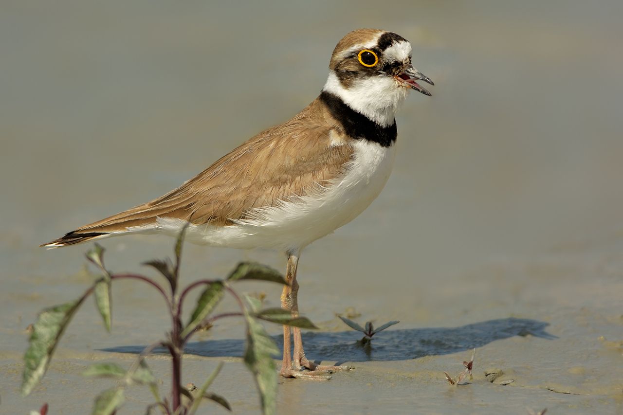 Corriere piccolo (Charadrius dubius)